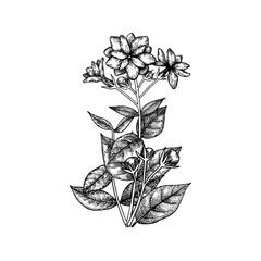 Branch of Arabian Jasmine (Sambac) with flowers, buds and leaves. National flower of Indonesia. Hand-drawn vector illustration in vintage style.