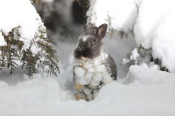 gray hare in the winter forest