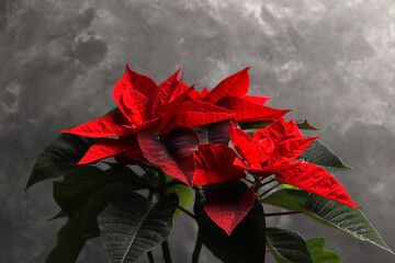 Poinsettia (Christmas flower) on a colored textural background with space for text.