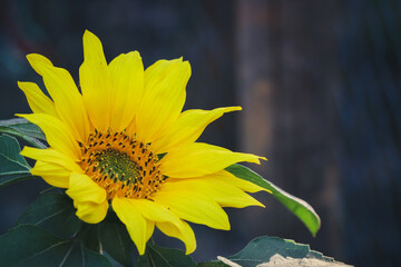 Close up Beautiful sunflower blossom very beautifully in garden with blury background of leafs and flowers.