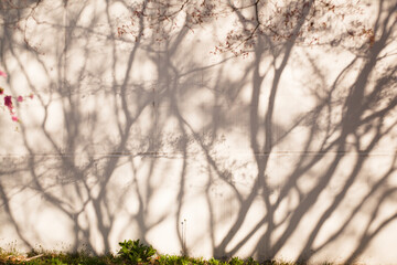 In the afternoon of spring, there was a beautiful tree shadow in the sun.