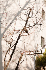 In the afternoon of spring, there was a beautiful tree shadow in the sun.