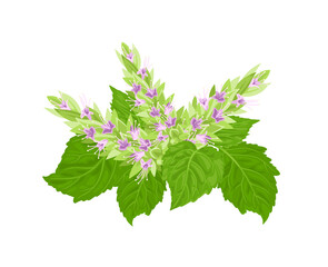 Patchouli bouquet. Flowering herb isolated on white background. Vector illustration of a fragrant plant Isolated on white background.
