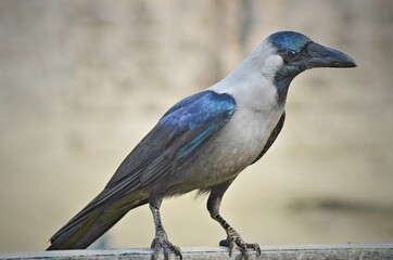 The House Crow or The Indian Grey-necked