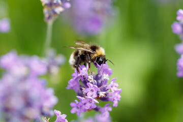 Wildbiene auf Lavendelblüte