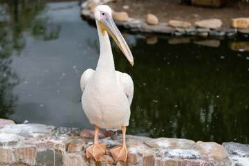 The great white pelican, rosy pelican at the zoo