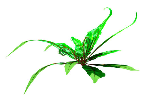 3D Rendering Harts Tongue Fern On White