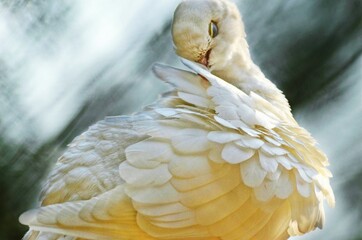 The White Dove, Sacred White Dove, or Java Dove