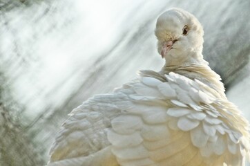 The White Dove, Sacred White Dove, or Java Dove