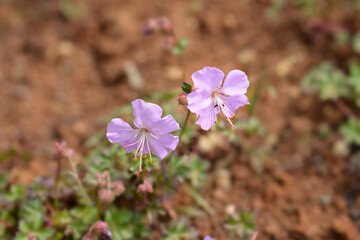 Dalmatian cranesbill