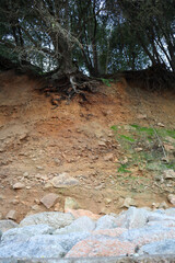 stream in the forest