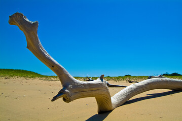 Portuguese Island, Mozambico