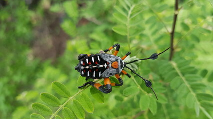 insecto