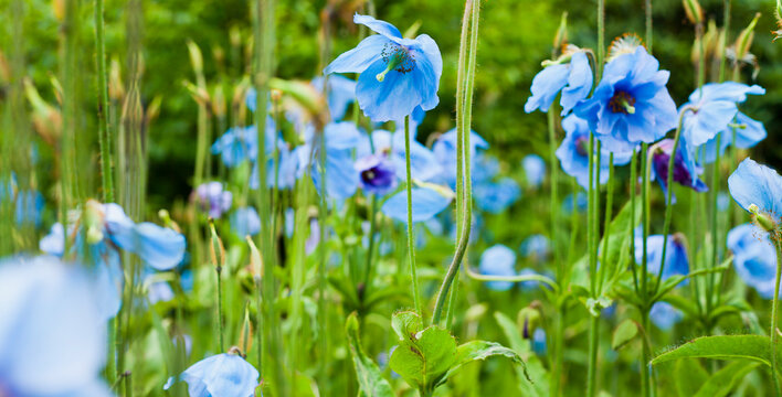 Meconopsis baileyi - Himalayan blue poppy
