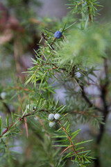 Juniper tree in a close up in winter