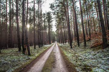 Dirt road in a pine forest in winter with some snow visible