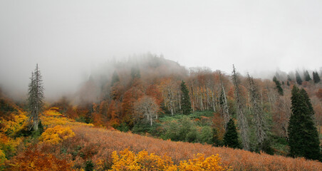 Fototapeta premium from Turkey, artvin, borcka, autumn, autumn forest, blacklake, 