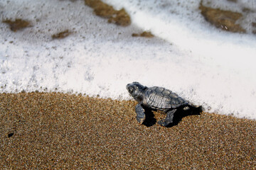 Caretta caretta, sea ​​turtle, iztuzu, 