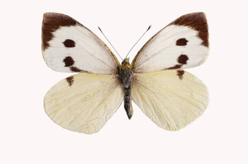 Large White (Pieris brassicae) Butterfly from the family of whiteflies Pieridae. Isolated on white...