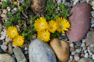 Mittagsblumen im Steingarten	