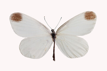 Butterfly from the family of whiteflies Pieridae. Isolated on white background. 