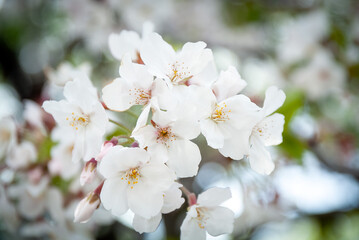 Obraz premium 鹿児島 甲突川左岸緑地の桜