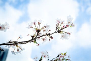 鹿児島　甲突川左岸緑地の桜
