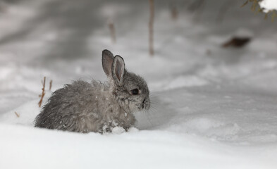 gray hare in the winter forest