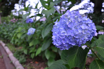 梅雨の紫陽花