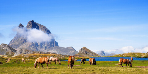 Horses eating with majestic Midi d'Ossau on background, Pyrenees, Spain