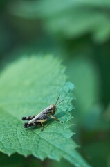 新緑の森の中、葉の上に載っているバッタ