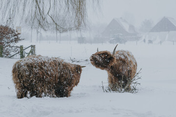 Rinder im Schnee