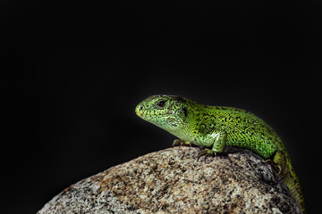 close up of a green lizard sitting on a rock 