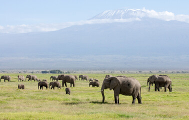Kenia - Amboseli-Nationalpark mit Kilimandscharo (5.895 m)