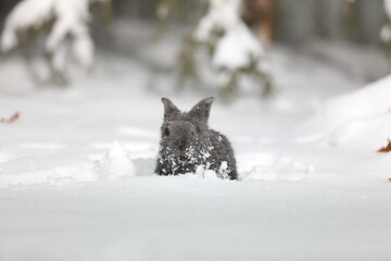 Naklejka premium gray hare in the winter forest