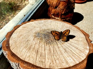 Butterfly on a wood part of tree