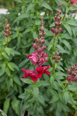 Antirrhinum majus 