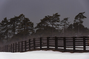 Holzzaun vor Wald im Nebel