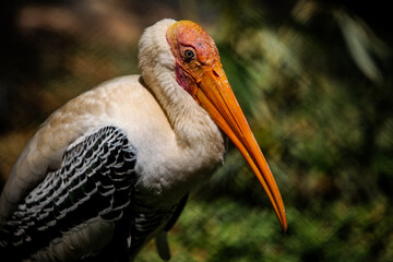 closeup portrait of large painted stork bird standing behind big metal cage grid in zoo