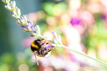 Bumblebee or bomba drinks nectar from a lavender plant and pollinates it in summertime. High quality photo