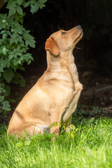 Close up image of golden brown labrador retriever, sitting on green grass in a park or garden, looking up, dog collar, lit by sun, blurry background, vertical image. High quality photo