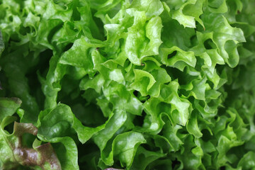 Lettuce leaves. Closeup of green fresh lettuce, natural background