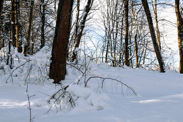 Snowy forest on a frosty day.