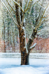 Ash tree in our front yard here in the small town of Windsor in Broome County in Upstate NY during...