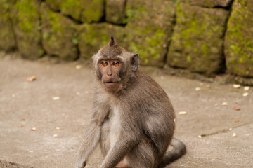 Crab-eating macaque (macaca fascicularis) looking at the camera at Ubud Monkey Forest in Bali