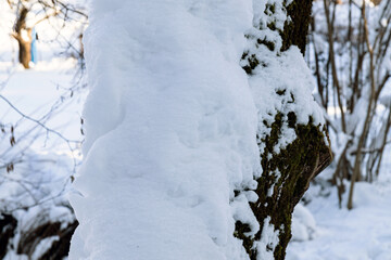 A tree branch covered with snow. Freezing day. Close-up.