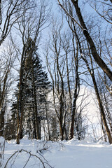 Snowy forest on a frosty day.
