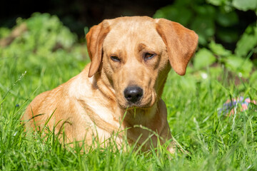 Portrait of Labrador Retriever looking at something close up on face. High quality photo