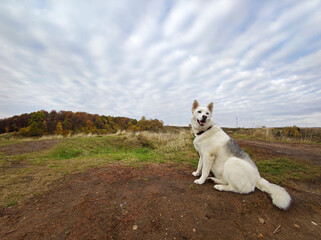 A light-colored dog sits on a background of an autumn landscape.
