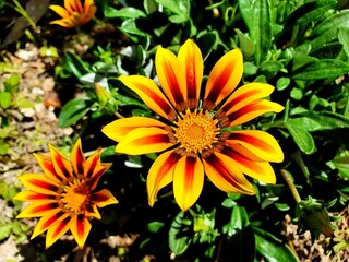 yellow flowers in the garden